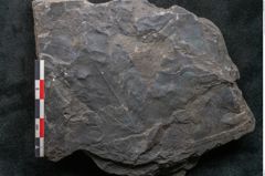 Foto (Detailansicht) von Cupanites novae zeelandiae Ettingshausen (NHMW-GEO-2024-0188-10251)